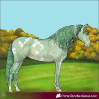 Horse Color:Watercolor White Spotted Sable Champagne Varnish Rabicano 