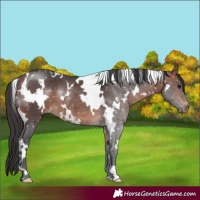 Horse Color:White Spotted Bay Rabicano