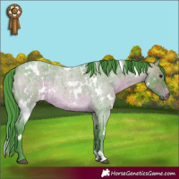 Horse Color:Watercolor White Spotted Bay Roan