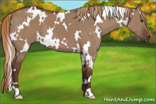Horse Color:White Spotted Liver Red Dun