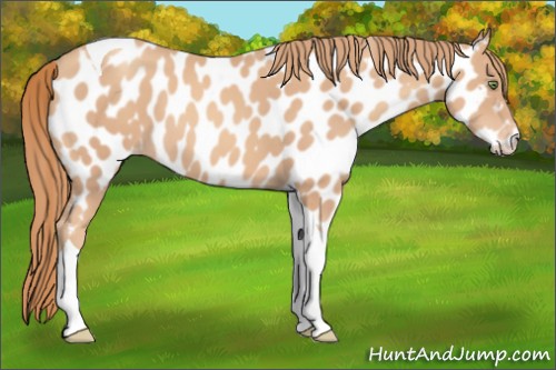 Horse Color:Gold Champagne Tobiano Appaloosa