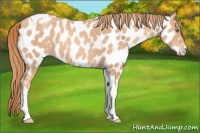 Horse Color:Gold Champagne Tobiano Near Leopard 