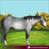 Horse Color:Gray Blue Roan