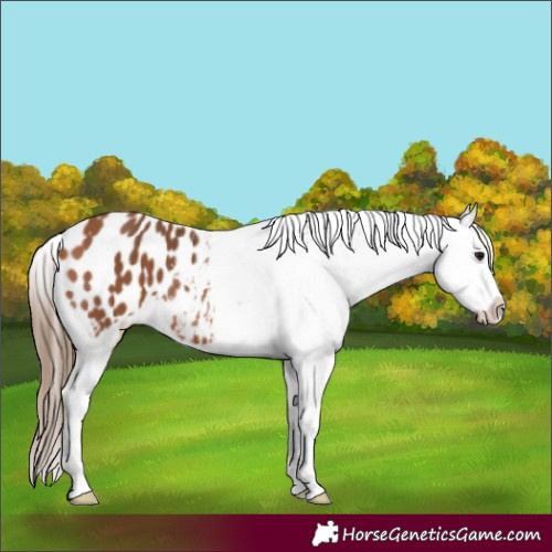 Horse Color:Bay Appaloosa 