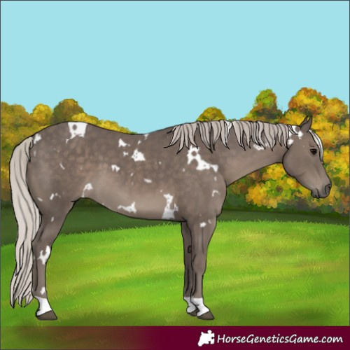 Horse Color:White Spotted Silver Black 