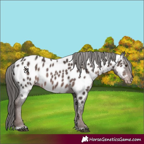 Horse Color:Platinum Liver Chestnut Appaloosa 