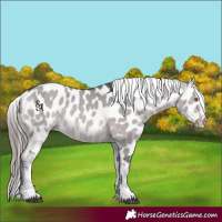 Horse Color:Platinum Bay Dun Appaloosa Rabicano 