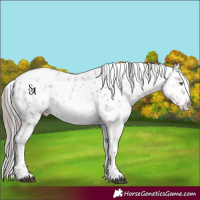 Horse Color:Platinum Liver Red Dun Pearl Appaloosa 