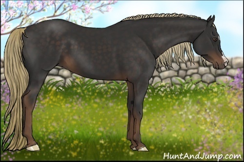 Horse Color:Liver Chestnut 