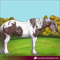 Horse Color:White Spotted Chocolate Black Tobiano 