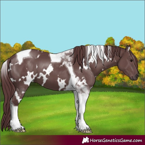 Horse Color:White Spotted Chocolate Black Tobiano 