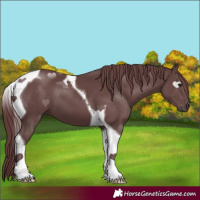 Horse Color:Chocolate Smoky Black Tobiano 
