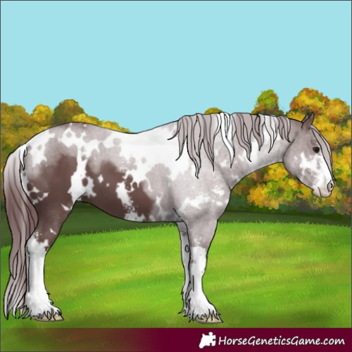 Horse Color:White Spotted Chocolate Black Sabino 
