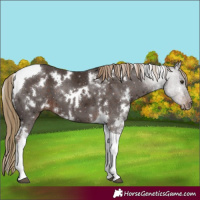 Horse Color:White Spotted Liver Chestnut Tobiano
