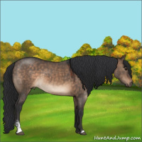Horse Color:Brown Dun Sabino