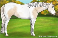 Horse Color:Silver Buckskin Pearl Dun Sabino Tobiano