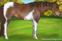 Horse Color:Liver Chestnut Sabino Tobiano 