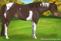 Horse Color:Liver Chestnut Tobiano 