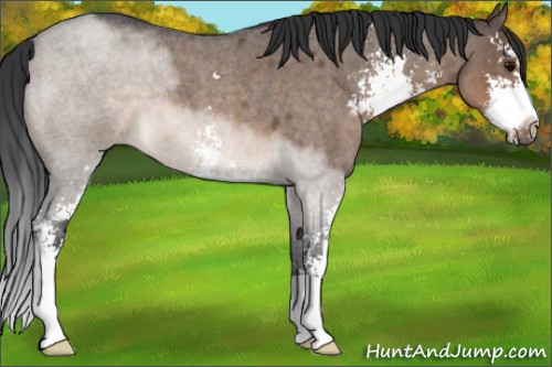 Horse Color:Brown Roan Dun Sabino 
