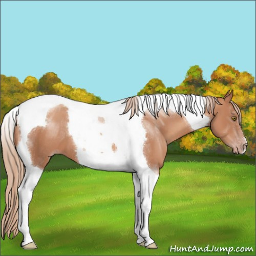 Horse Color:Gold Champagne Tobiano 