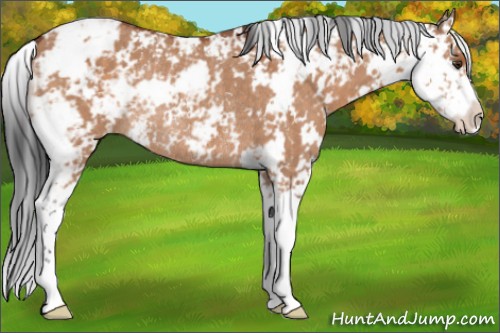 Horse Color:Brown Dun Sabino Rabicano