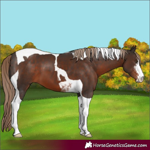 Horse Color:Liver Chestnut Sabino Tobiano