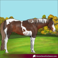 Horse Color:Liver Chestnut Sabino Tobiano 