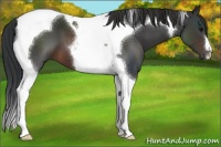 Horse Color:Brown Tobiano