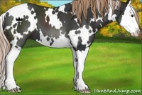 Horse Color:White Spotted Liver Chestnut Splash 
