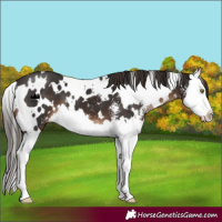 Horse Color:White Spotted Liver Chestnut Sabino Splash 