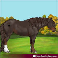 Horse Color:Liver Chestnut 