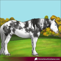 Horse Color:White Spotted Liver Chestnut Splash 