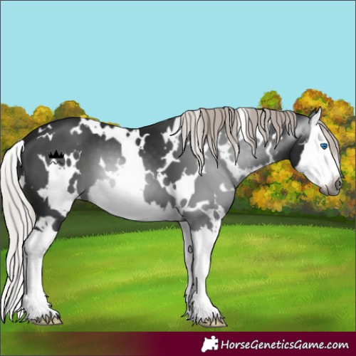 Horse Color:Gray White Spotted Silver Brown Splash