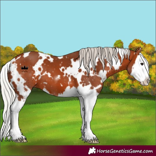 Horse Color:White Spotted Silver Bay Splash