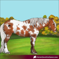 Horse Color:White Spotted Silver Bay 