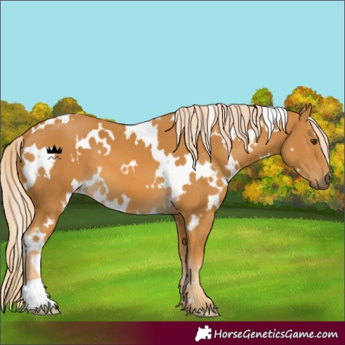 Horse Color:White Spotted Palomino 