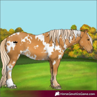Horse Color:White Spotted Palomino 