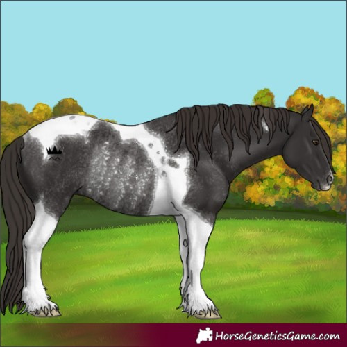 Horse Color:Liver Chestnut Tobiano Rabicano