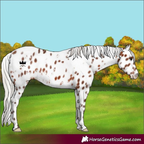 Horse Color:White Spotted Silver Brown Leopard