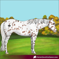 Horse Color:White Spotted Silver Brown Leopard 