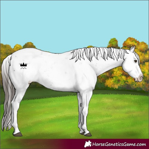 Horse Color:Liver Chestnut Sabino 