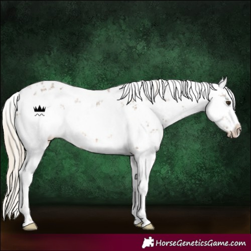 Horse Color:White Spotted Chocolate Palomino Sabino 