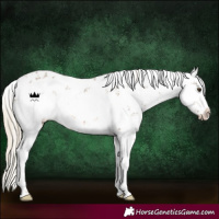 Horse Color:White Spotted Chocolate Palomino Sabino