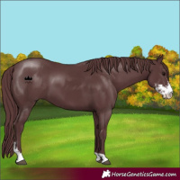 Horse Color:Chocolate Black Sabino 