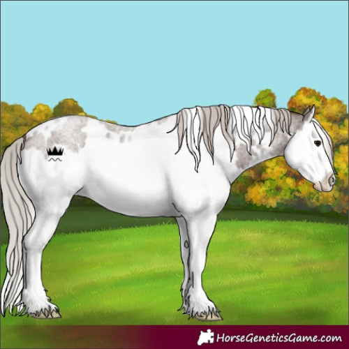 Horse Color:White Spotted Silver Blue Roan Splash