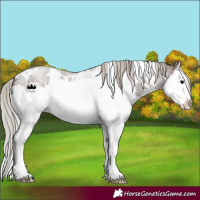 Horse Color:White Spotted Silver Blue Roan Splash 
