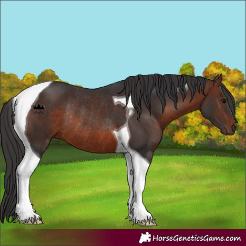 Horse Color:Brown Tobiano Rabicano