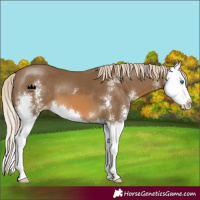 Horse Color:Chocolate Palomino Sabino Splash 