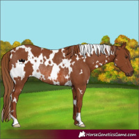 Horse Color:White Spotted Chestnut Rabicano 