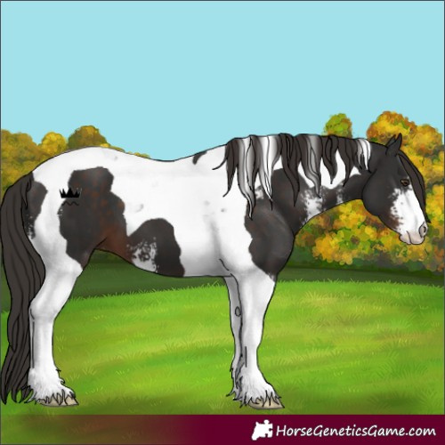 Horse Color:Liver Chestnut Sabino Tobiano 
